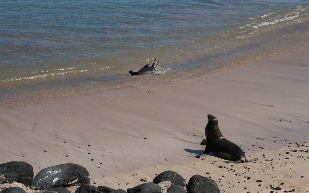 Galapagos Islands Beach Breakdown — Where to Swim, Snorkel, Surf and Spot!